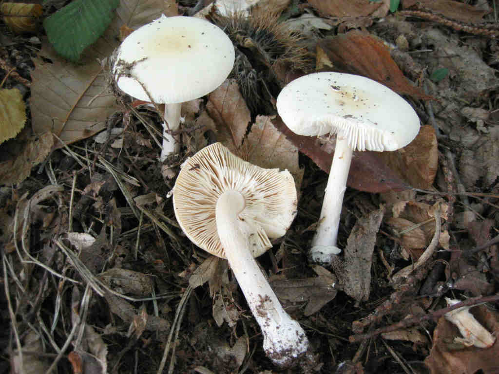 2005 :  Un anno di funghi